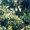 duyphuong170386