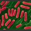 colibacter