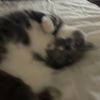 kittyl0verrrrr