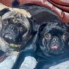 pugmugged