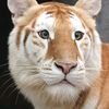 tiger_maew_maew