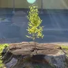 右 發 盛