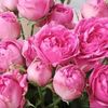 r_gigi62_