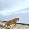 phuzq_tzib