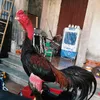 30392675961giang