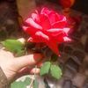 omadel225225