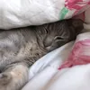 looreennnaaa