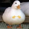 floofypi