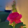 user062977