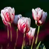 flower_lola.20