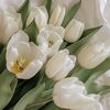 idaman_430