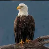 Ahmed