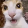 patchuchayo_0