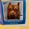 mr._bootyhamsandwich