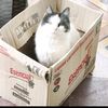 gatogatuno1
