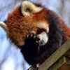 lesser_red_panda