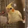cutieftm