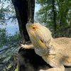 beardeddragongirlie