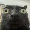 canhh_ge06