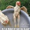 ariesndarat1