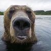 bear_nuts