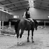 showjumping_chicco
