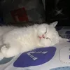 lunekk34