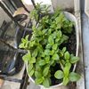 yasem_0234
