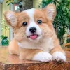 lovely.corgi