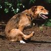 the_dogs_bolloks