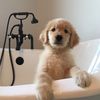 Whiskey Retriever