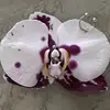 lizzyzizzy