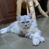 indratul.khoiyum