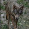 loup7038