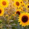 sunshine_walker86