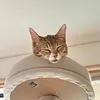 pipopachan