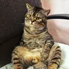mothecattt