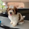 murphy_the_fur_baby