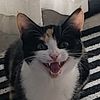 whoaskmeaboutpizza