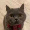 thismeeple
