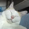 phanvucongqueo