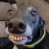 hadedog