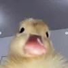 Jonijonyjoni