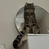 meowme0w07