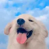 k0ziol