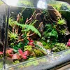 terra_paludarium
