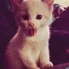 lilfyel