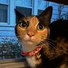 alliellia