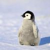 penguinlover311