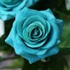 teal31rose